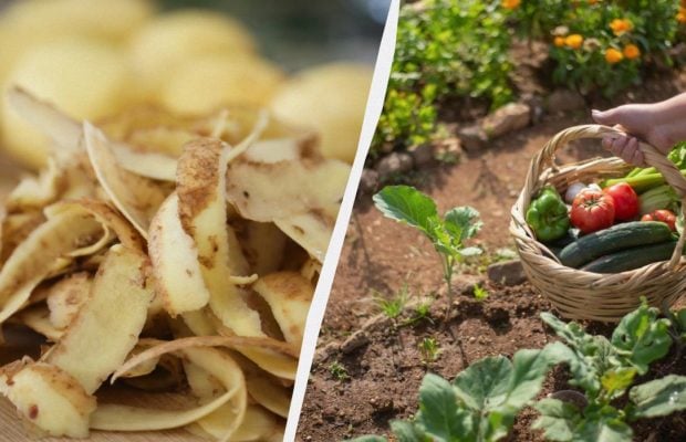 Ніколи не викидаю картопляну шкірку: ось як нею удобрити город для рекордного врожаю