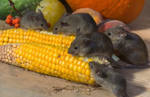 Как выгнать мышей из дома: эксперты назвали 15 запахов, которых не терпят грызуны