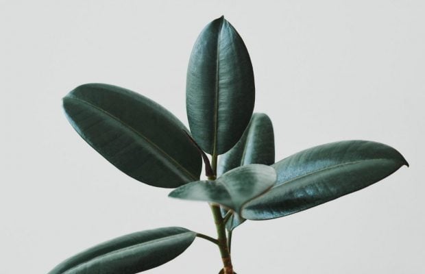 Виросте навіть у склянці з водою: три способи розмножити фікус удома