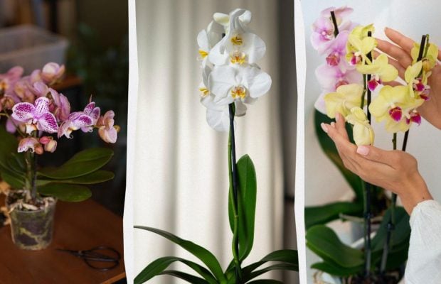 Ця проста маніпуляція дасть змогу орхідеї цвісти знову і знову