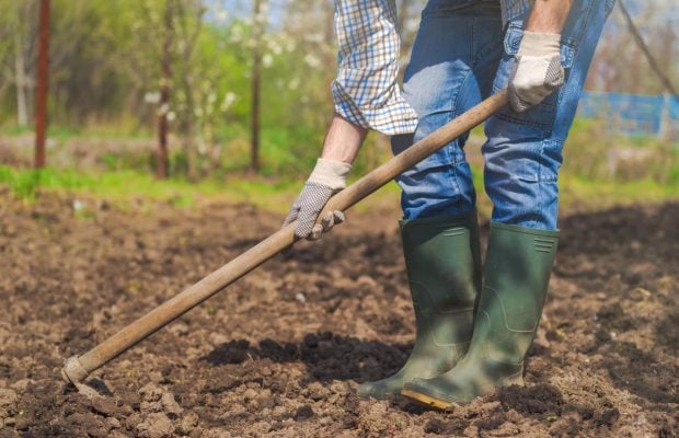 У якому разі город обов'язково потрібно перекопати під зиму, а коли - ні: від чого це залежить