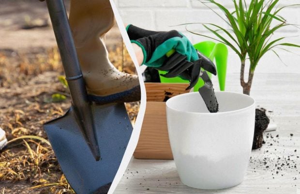 Посівний календар для кімнатних і ґрунтових рослин: що посадити в листопаді і коли