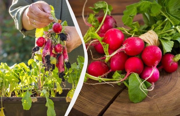 Як виростити редис у квартирі за 25 днів: досвідчені садівники поділилися порадами