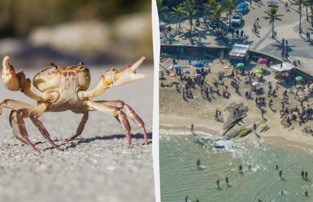 Туристів попереджають: на популярному курорті помітили "небезпечного" краба