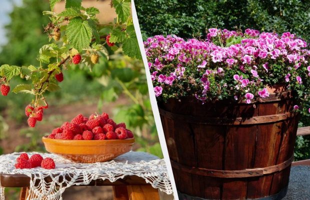 Ці 7 рослин потрібно посадити саме в листопаді: зараз для них ідеальний час