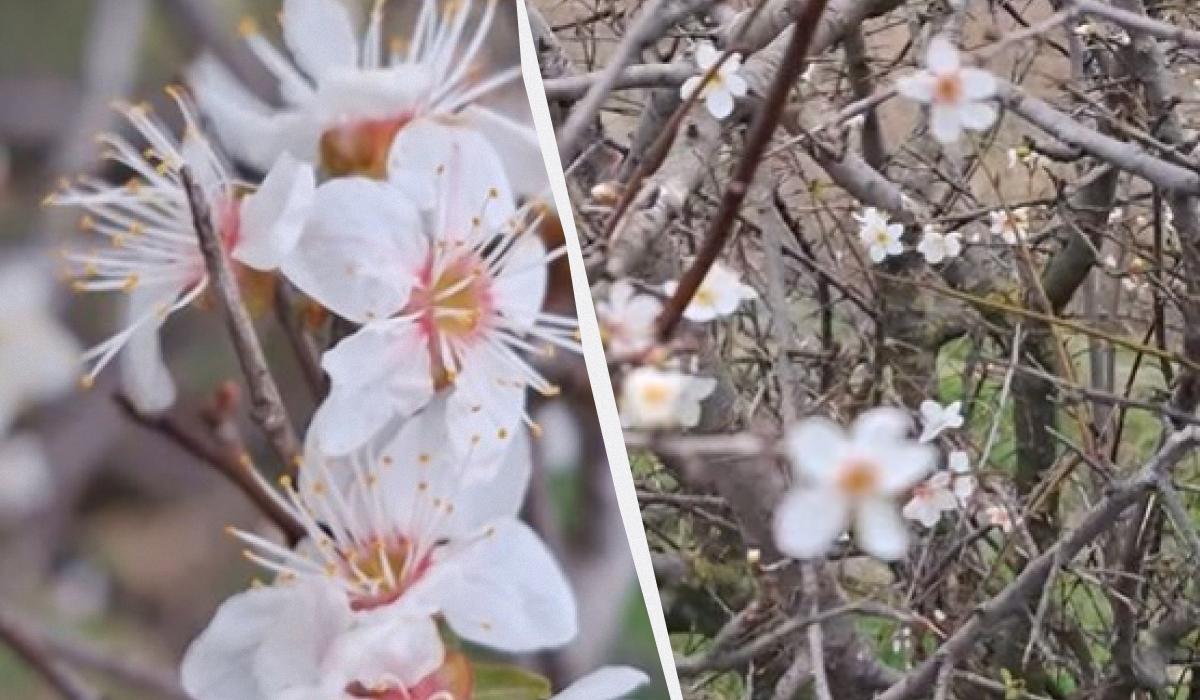 Fioritura Insolita dell'Albicocca nella Regione di Odessa: Gli Effetti del Cambiamento Climatico sulla Natura