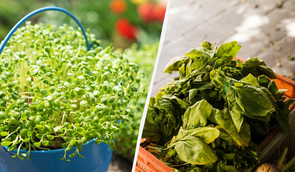 Что можно посадить под зиму: лайфхак для тех, кто хочет свежую зелень уже в апреле