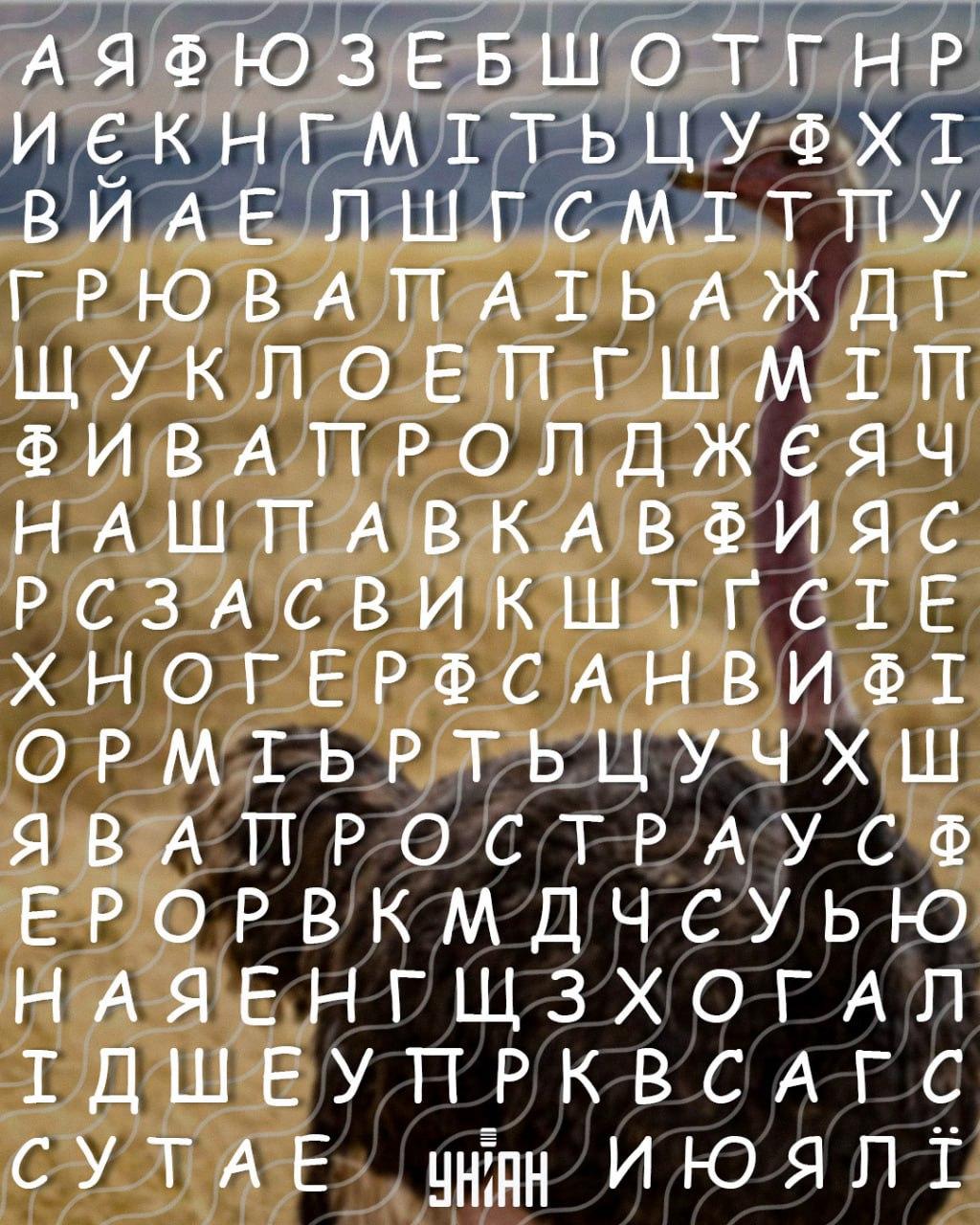 Только люди с высоким IQ найдут слово 'страус' за 10 секунд: хитрая головоломка Только люди с высоким IQ найдут слово 'страус' за 10 секунд: хитрая головоломка