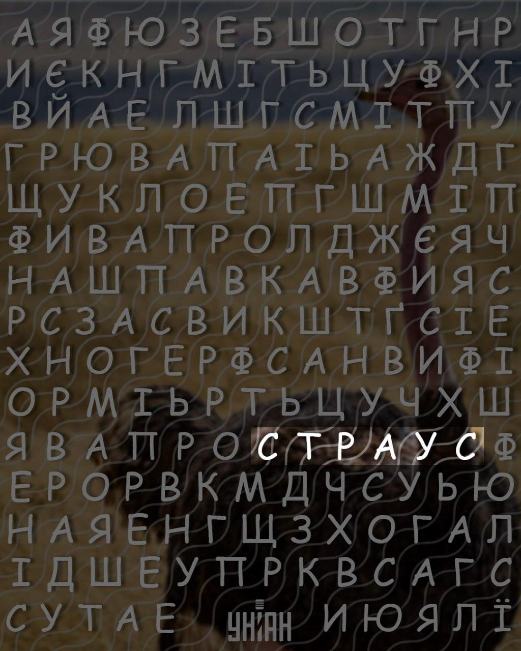 Только люди с высоким IQ найдут слово 'страус' за 10 секунд: хитрая головоломка Только люди с высоким IQ найдут слово 'страус' за 10 секунд: хитрая головоломка