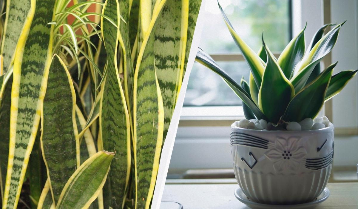 Що любить вазон тещин язикколлаж УНІАН, фото Pixabay