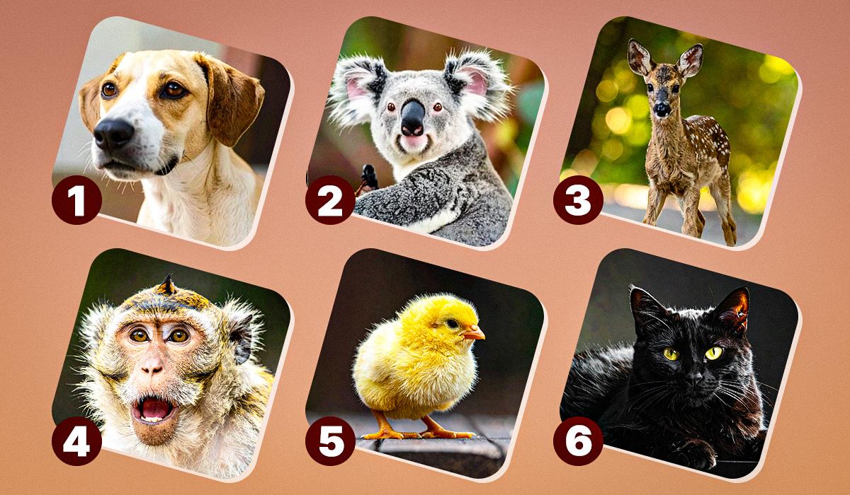 Scopri Quale Animale Sei Più Simile per Istinto con questo Test Non Convenzionale