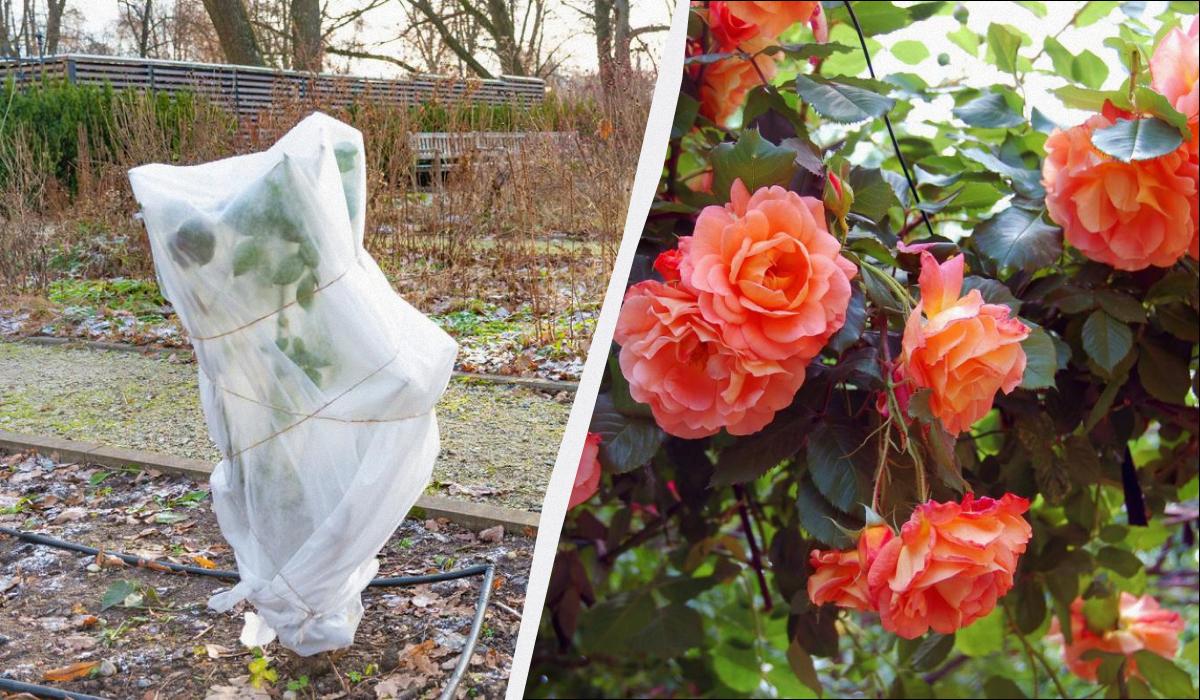 як укрити троянди на зиму