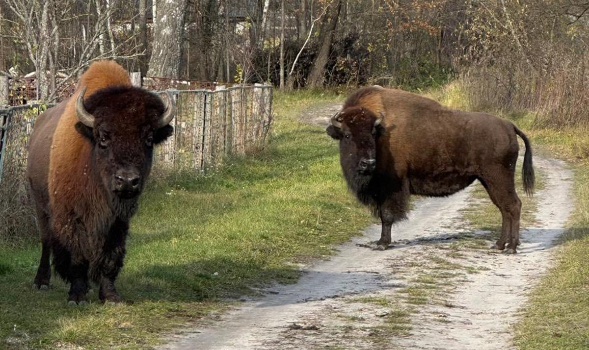 Avvistamento di zubri in Ucraina: un segno di speranza per la conservazione della specie a rischio di estinzione nella regione di Žytomyr