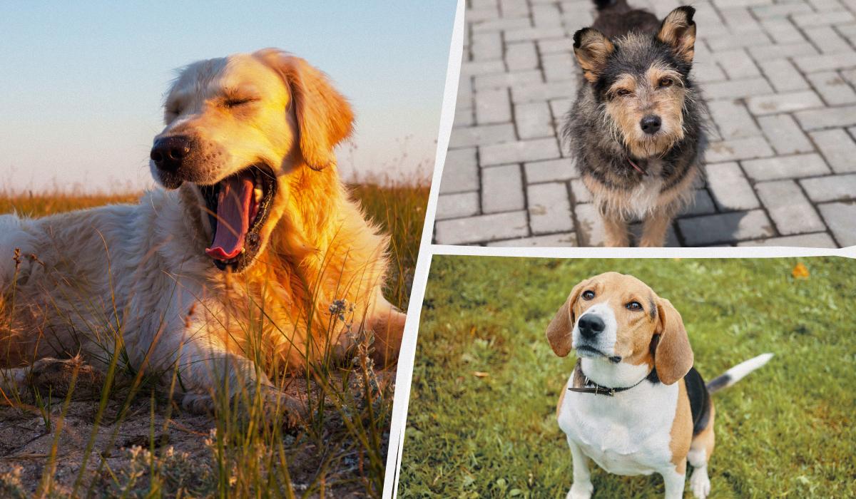 Дата народження - яка порода собак вам підходить Дата народження - яка порода собак вам підходить