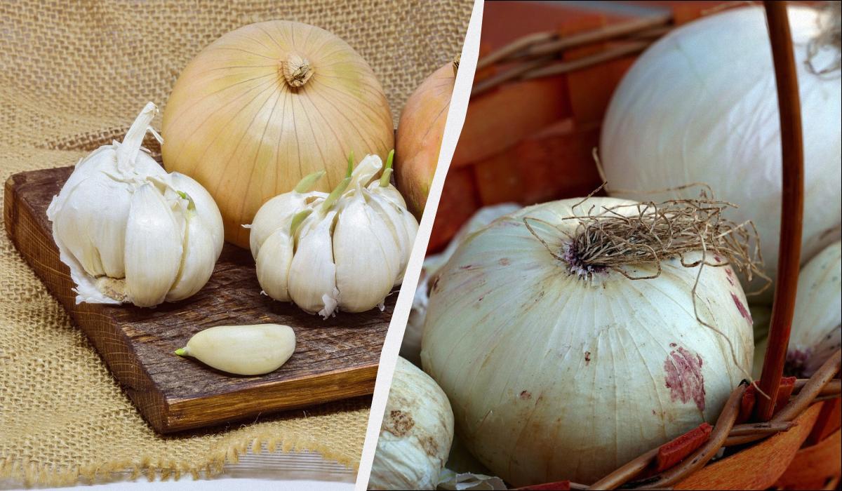 как хранить лук как хранить лук