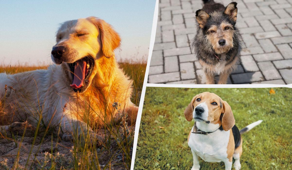 Дата рождения - какая порода собак вам подходит Дата рождения - какая порода собак вам подходит