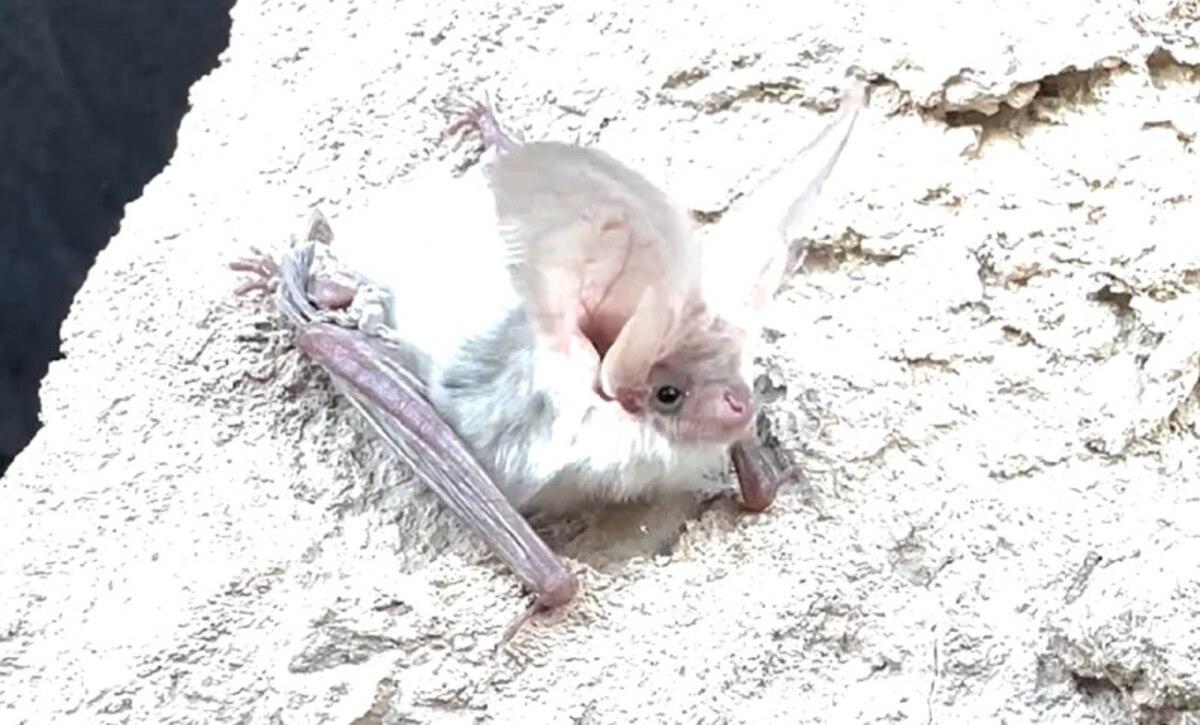 були зроблені перші в історії фотографії цього виду. були зроблені перші в історії фотографії цього виду.