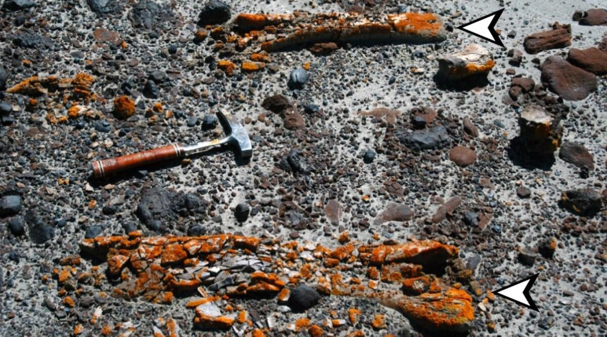 Rivoluzione nella ricerca paleontologica: licheni rivelano ossa di dinosauro fossilizzate