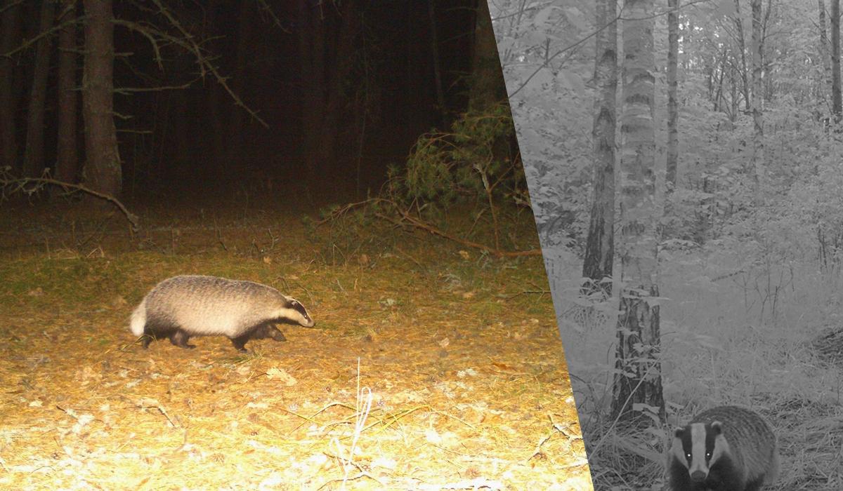Борсука, який вже готовий до зими вловили фотопастки заповідника / колаж УНІАН, фото проєкт "Полісся – дика природа без кордонів", Чорнобильський заповідник