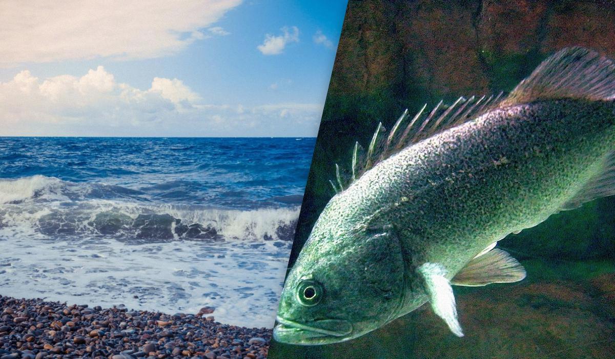 Nuovo Predatore nel Mar Nero: Minaccia per la Fauna Marina e Possibili Ripercussioni sull'Ecosistema