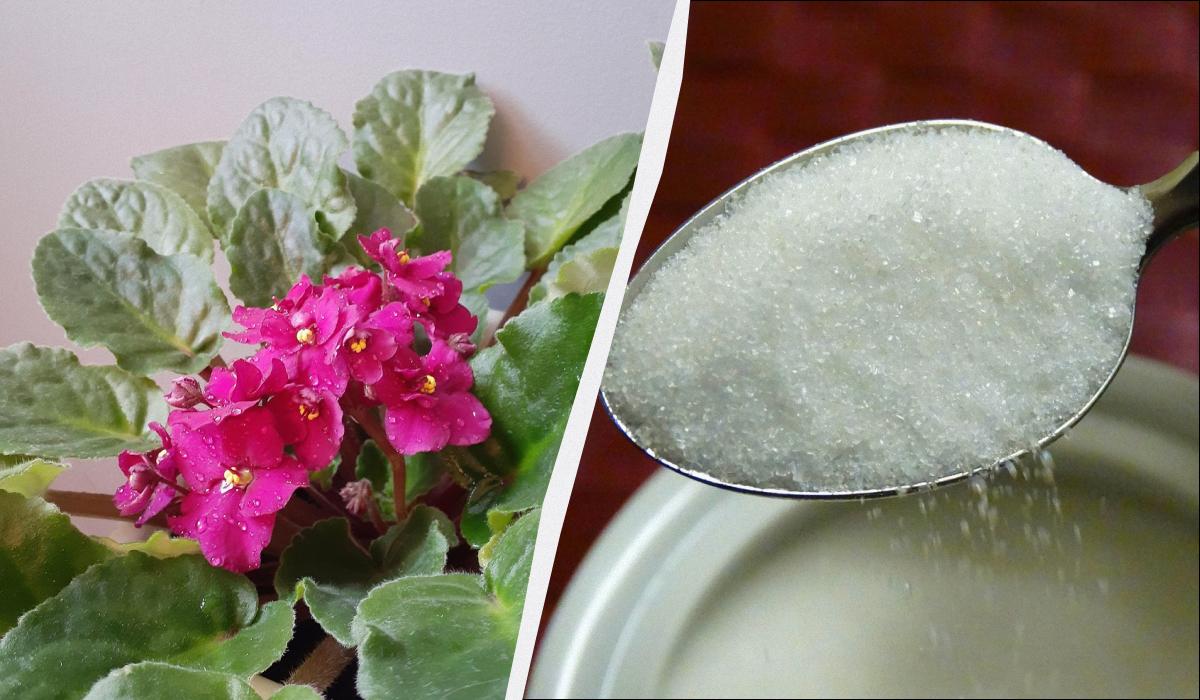 Segreti di Giardinaggio: Come Mantenere le Violette in Fiore Tutto l'Inverno con un Semplice Trucco Casalingo