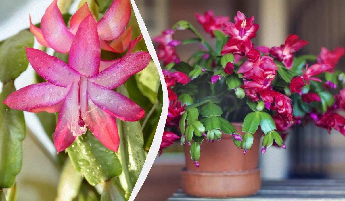 коллаж УНИАН, фото Pixabay, ua.depositphotos.com коллаж УНИАН, фото Pixabay, ua.depositphotos.com