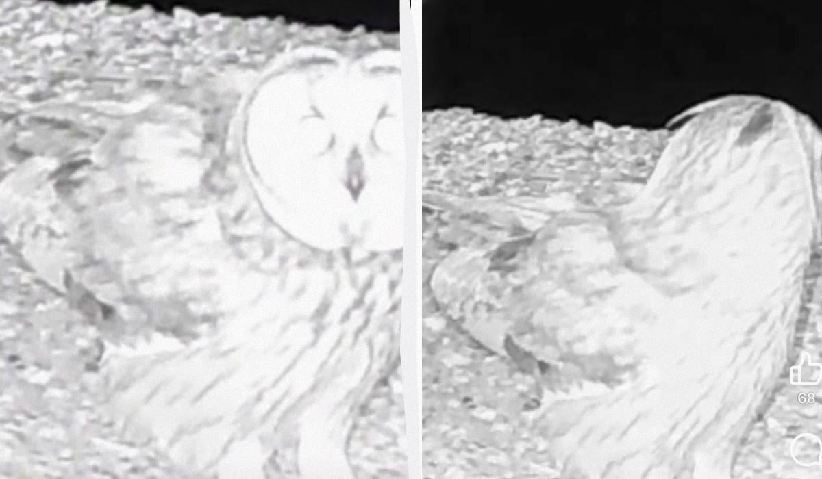 Avvistamento di una rara specie di gufo con orecchie di piume nell'oblast' di Odessa in Ucraina