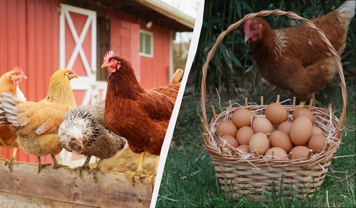 Un Rimedio Naturale per Migliorare la Produttività delle Galline durante l'Inverno