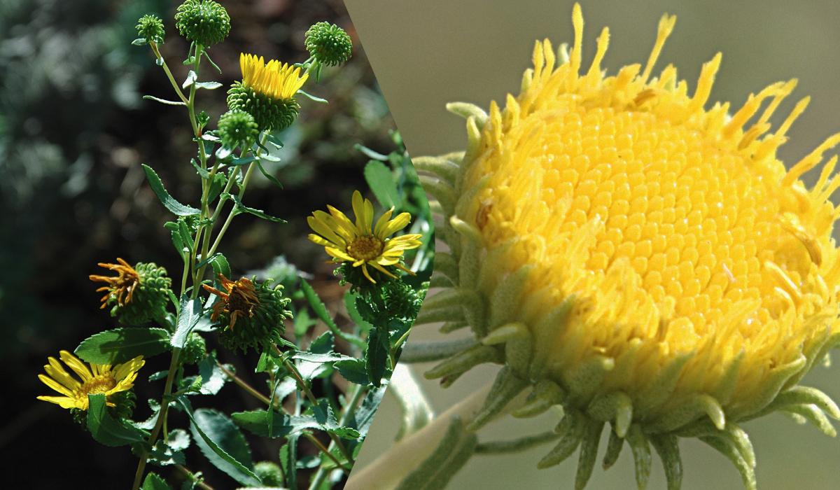 Гринделія розчепірена здавна використовувалась індіанцями для лікування численних хвороб Гринделія розчепірена здавна використовувалась індіанцями для лікування численних хвороб