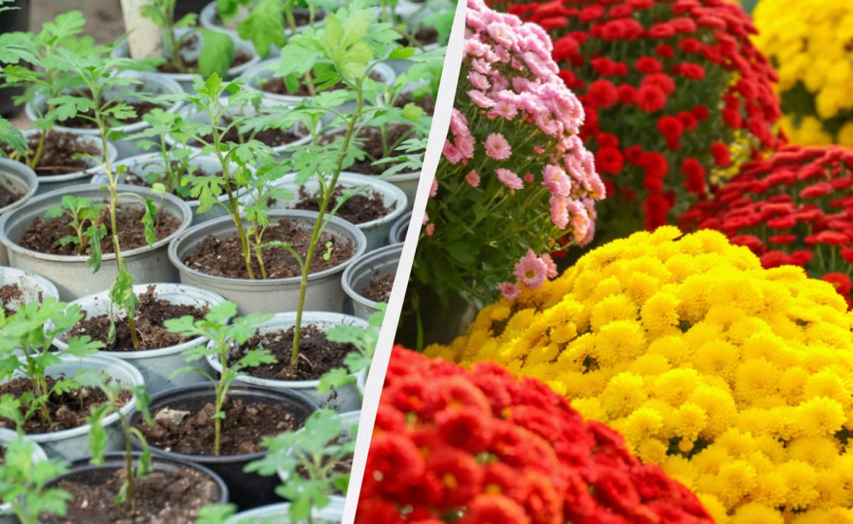 Coltivare crisantemi sferici con facilità: come creare un'intera aiuola da un solo cespuglio