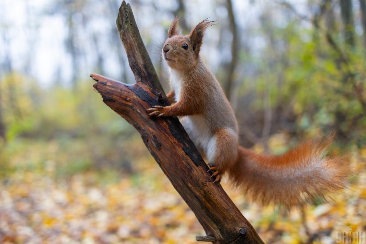 8 н УНІАН 8 н УНІАН