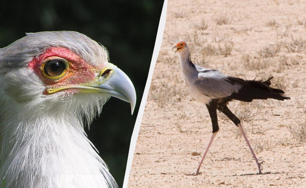 Uccello con la Forza di un'Aquila: Una Specie Unica nel Regno Animale