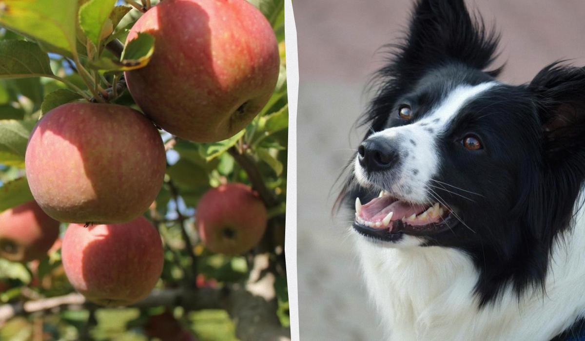 колаж УНІАН, фото pixabay.com, Pxhere