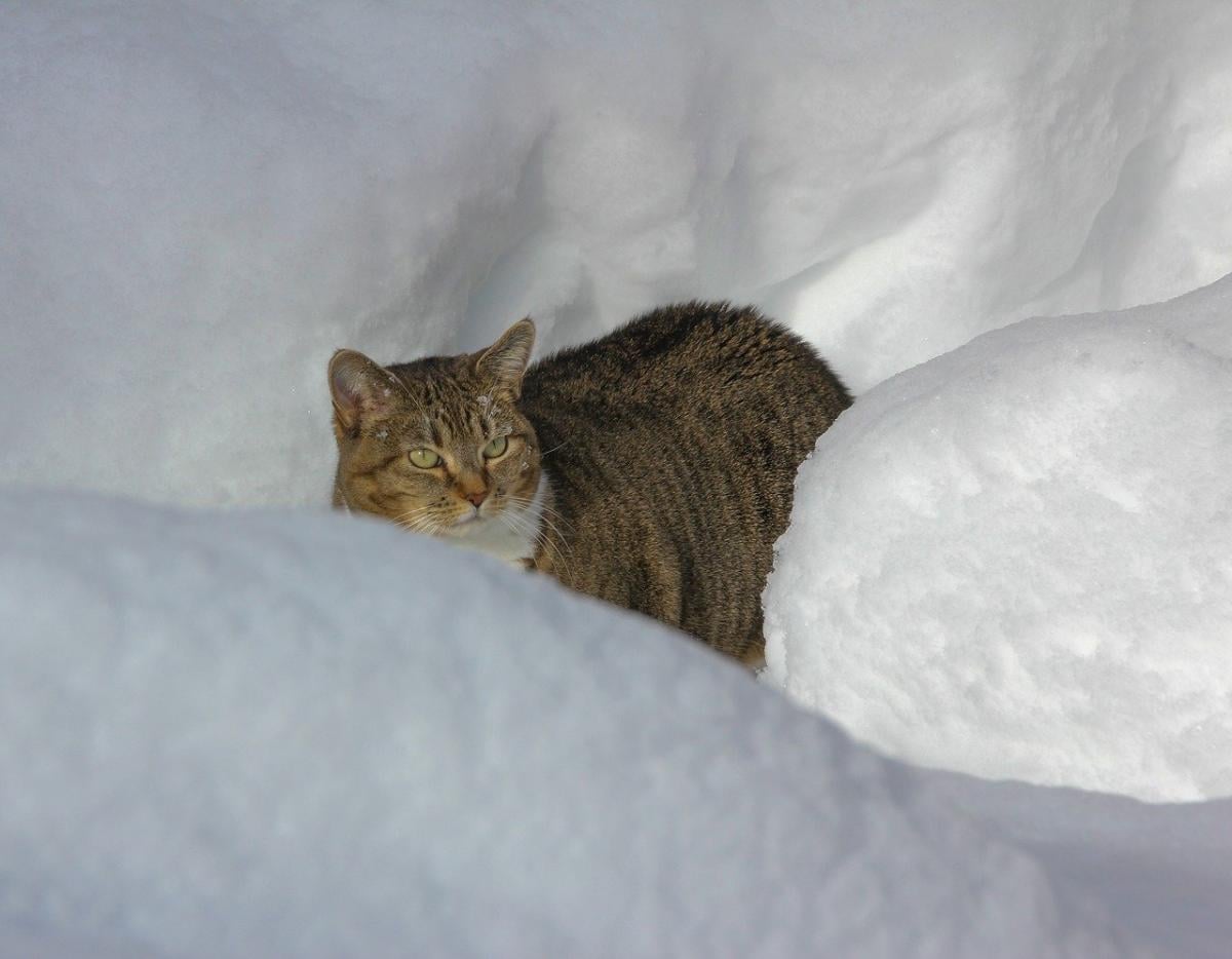 13 січня на українців чекають сильні морози 13 січня на українців чекають сильні морози