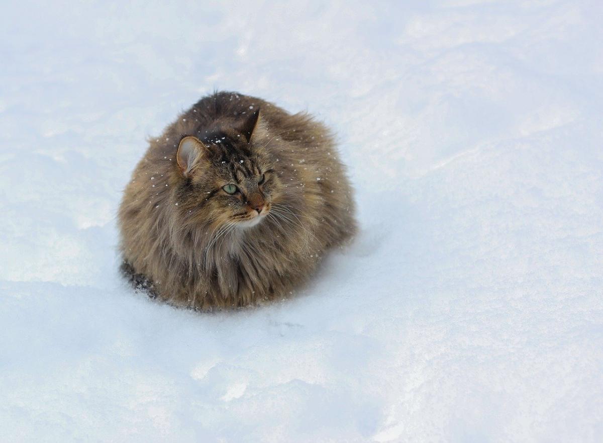 Ближайшей ночью в Украине похолодает, - синоптик Диденко Ближайшей ночью в Украине похолодает, - синоптик Диденко