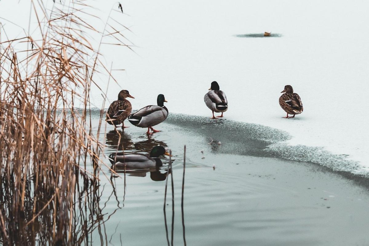 Фотография Pixabay Фотография Pixabay