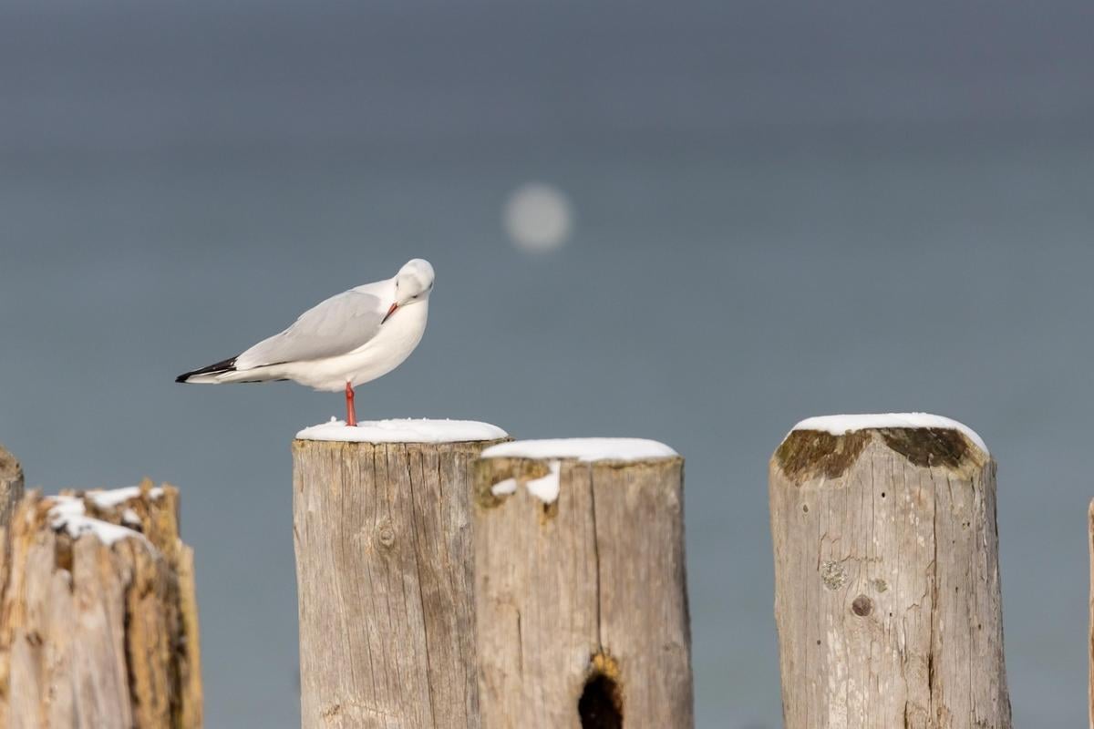 Синоптик рассказал, приближается ли в Украину метеорологическая зима