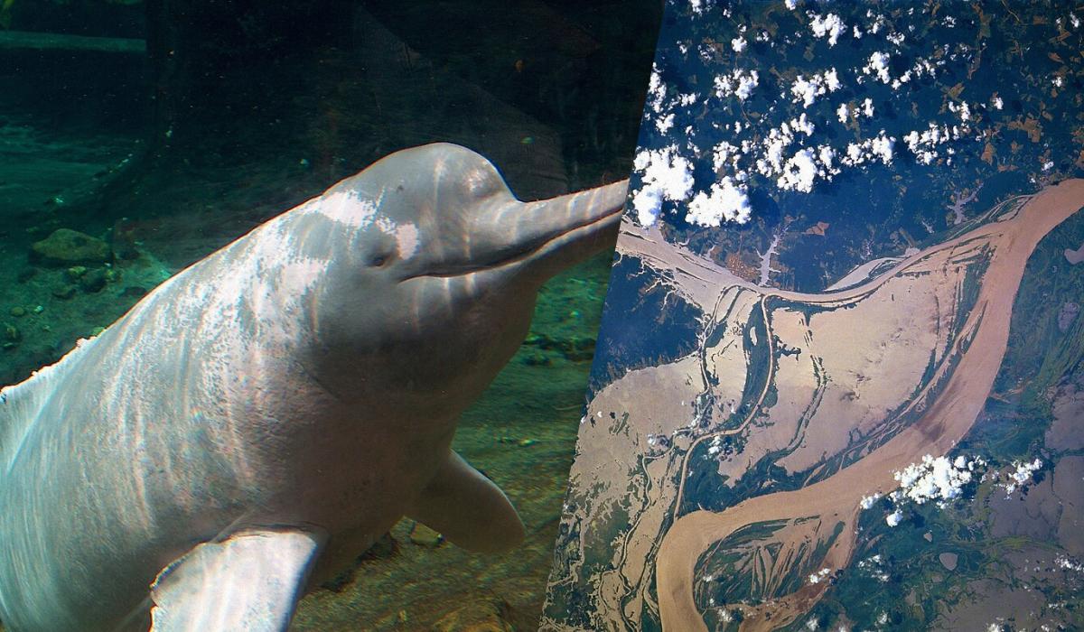 Cambiamento Climatico e Biodiversità: La Minaccia per i Delfini di Fiume e i Lamantini nell'Amazzonia