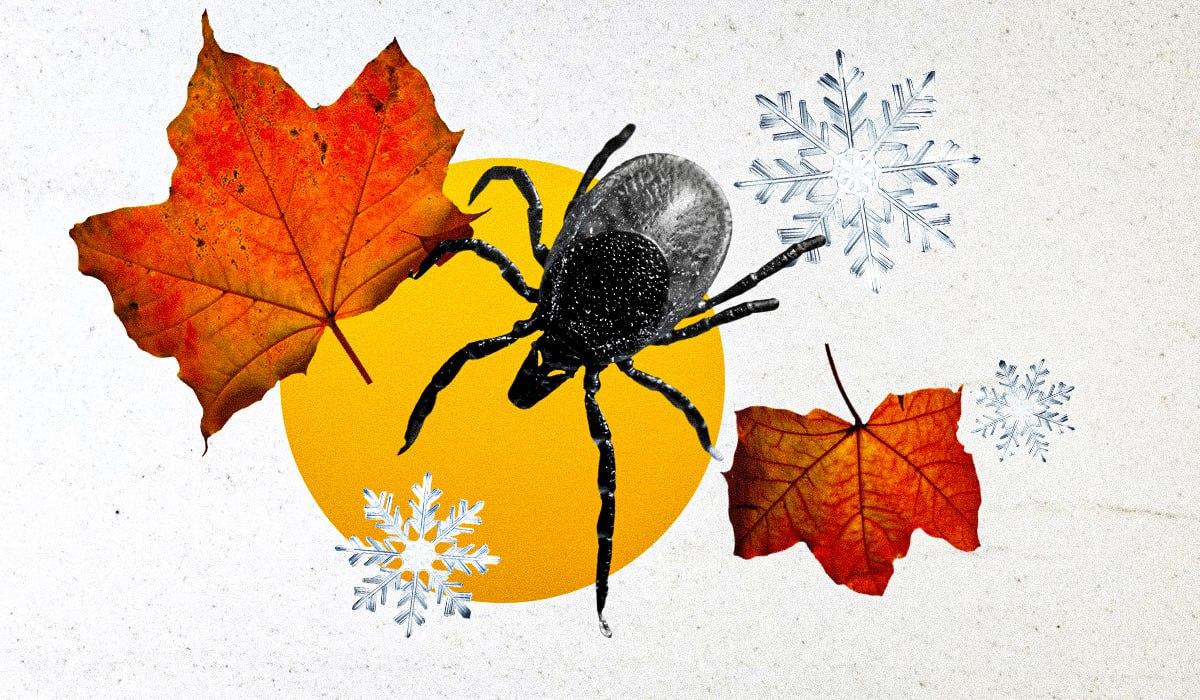 I Tick Scompaiono Davvero Durante l'Inverno: Ecco Cosa Succede Quando Fa Freddo