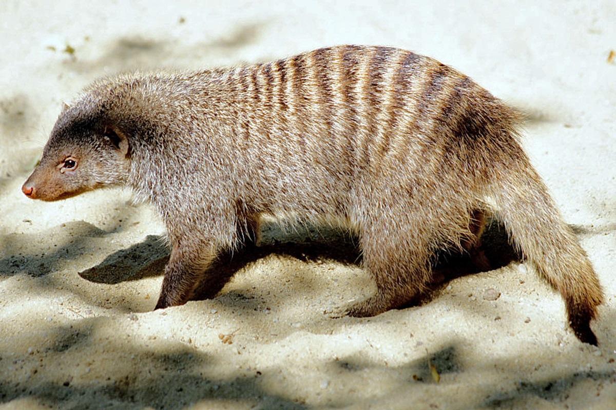 / фото - wikipedia.org