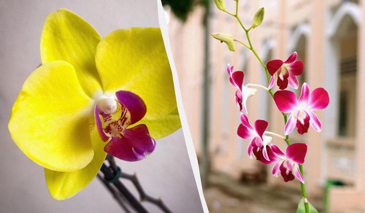 колаж УНІАН, фото Pixabay колаж УНІАН, фото Pixabay