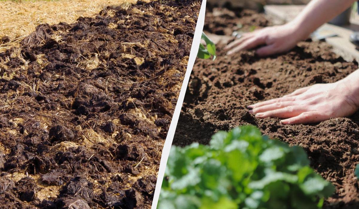 Come Preparare il Tuo Orto per l'Autunno: Consigli e Strategie per una Buona Raccolta