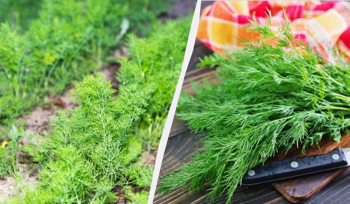 Укроп взойдет густым ковром: как и когда посадить его под зиму