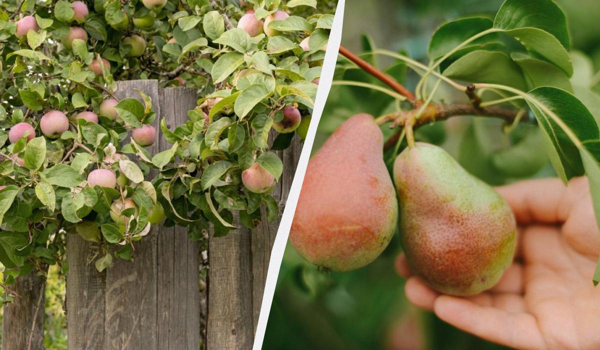 Come Preparare il Giardino per l'Inverno: Consigli per un Concime Naturale per Mele e Pere