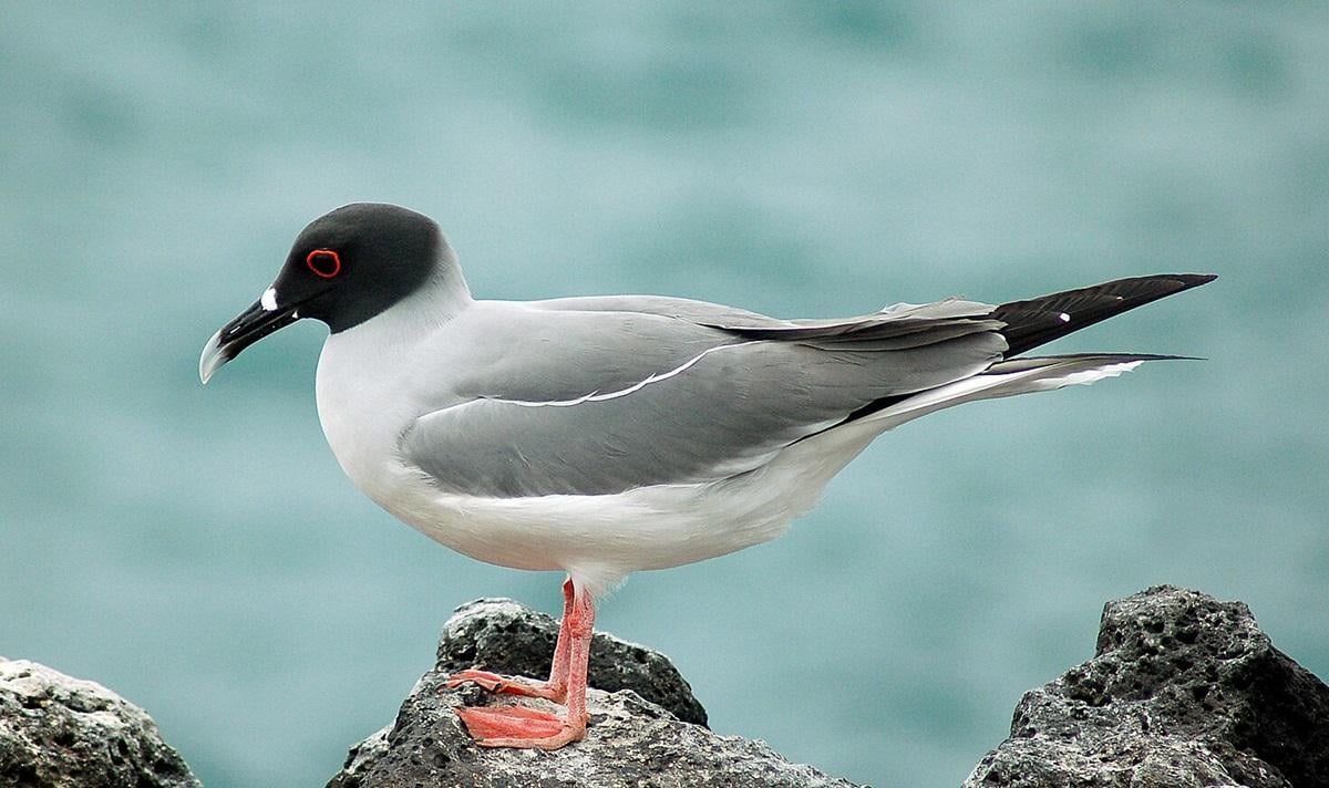 / фото з сайту wikimedia.org