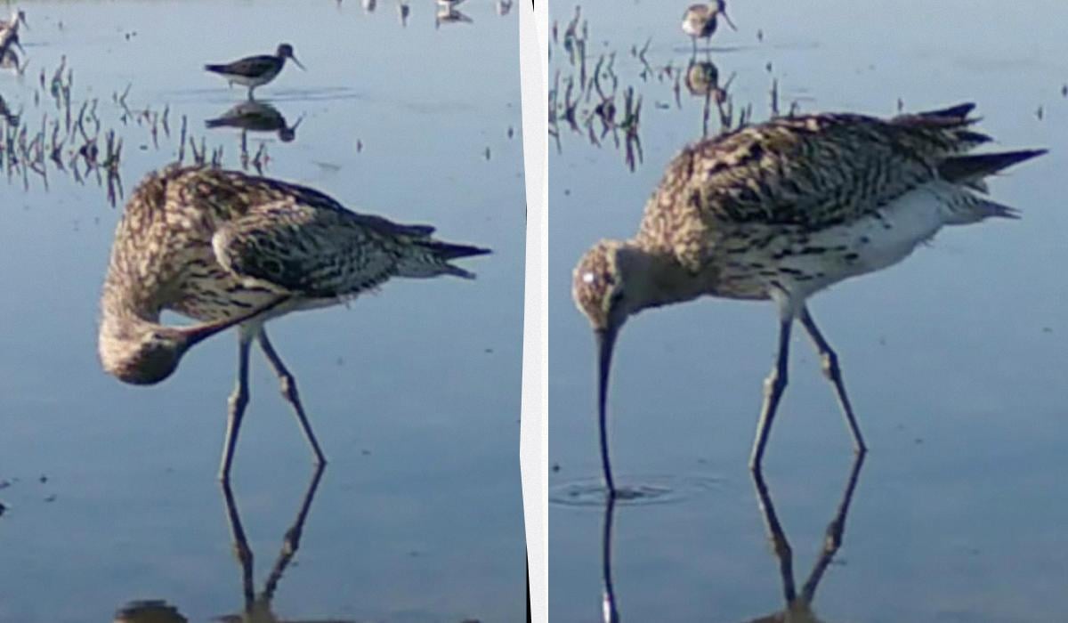 Avvistamento di una Rara Pianta Alata con Segnale Vocale Unico