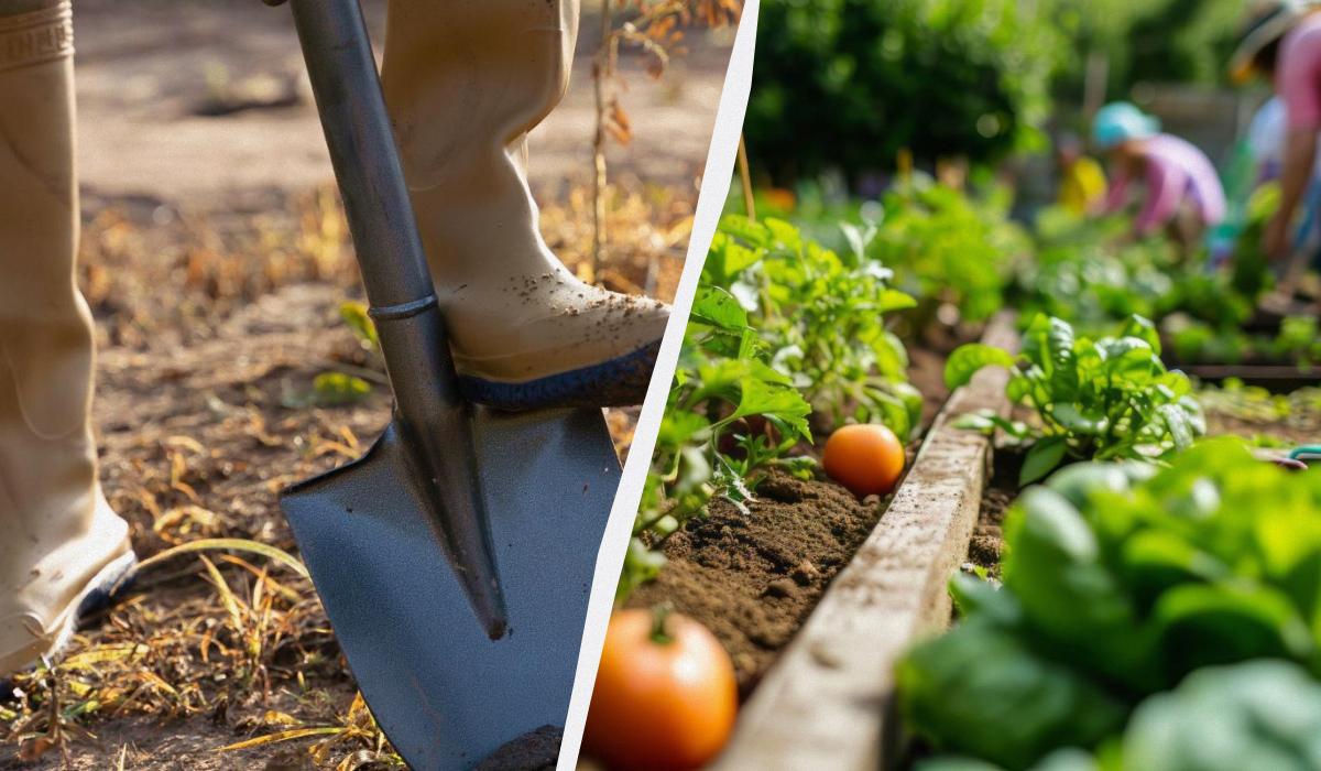 Il Cartone: Un Alleato Insperato per il Tuo Orto