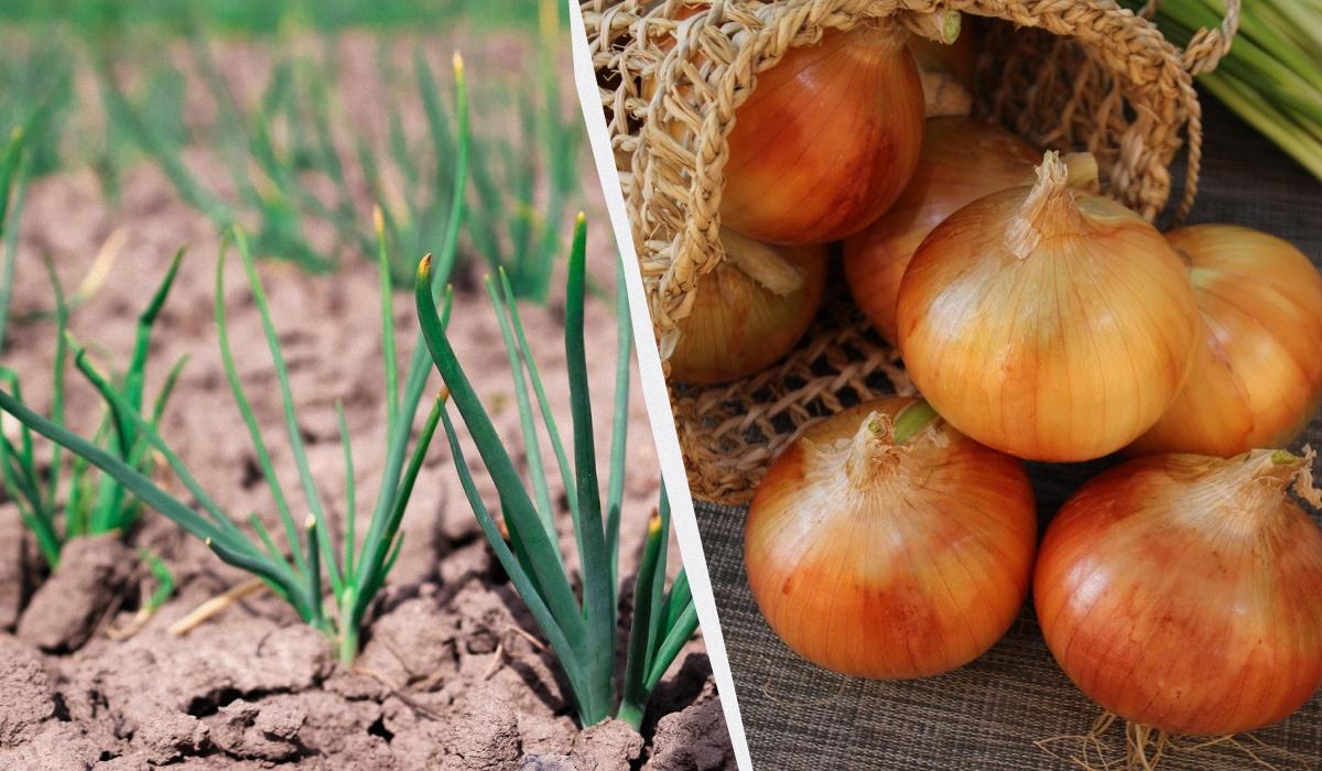 найкращі сорти озимої цибулі найкращі сорти озимої цибулі