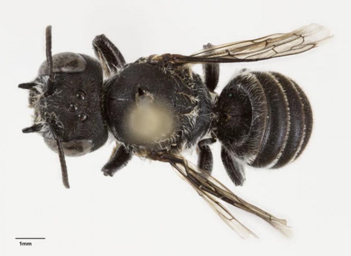 ця бджола не збігається з жодним відомим видом у ДНК-базах або музейних колекціях
