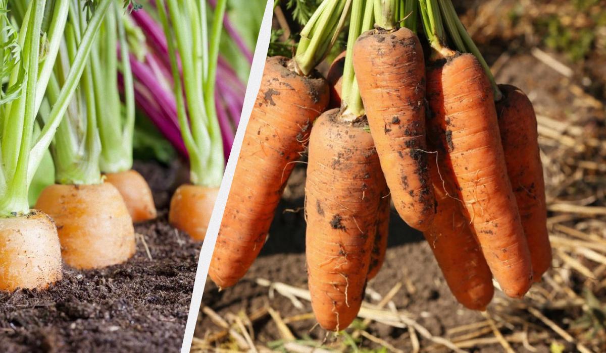 Чому виростає дрібна морква